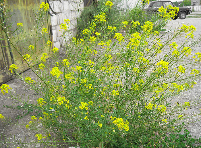 Image of Sisymbrium loeselii specimen.