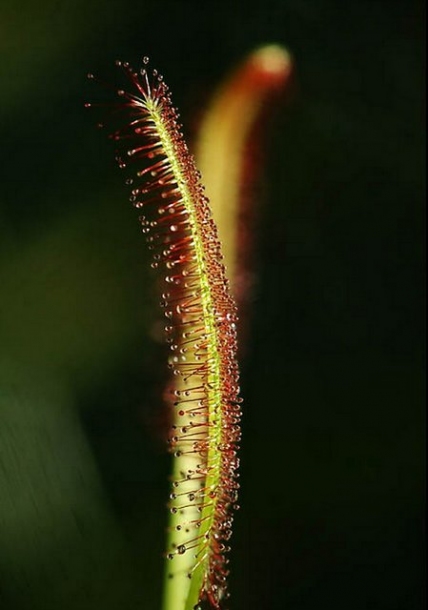 Изображение особи Drosera anglica.