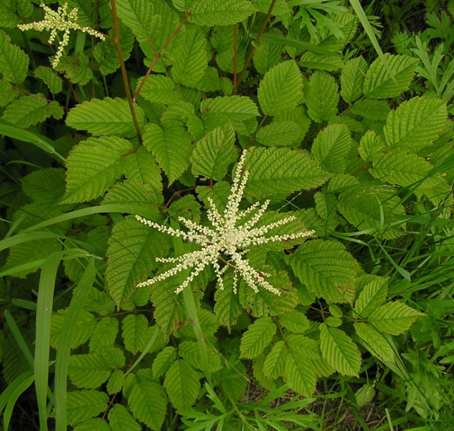 Изображение особи Aruncus dioicus.