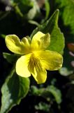 Viola biflora