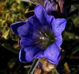 Gentiana decumbens