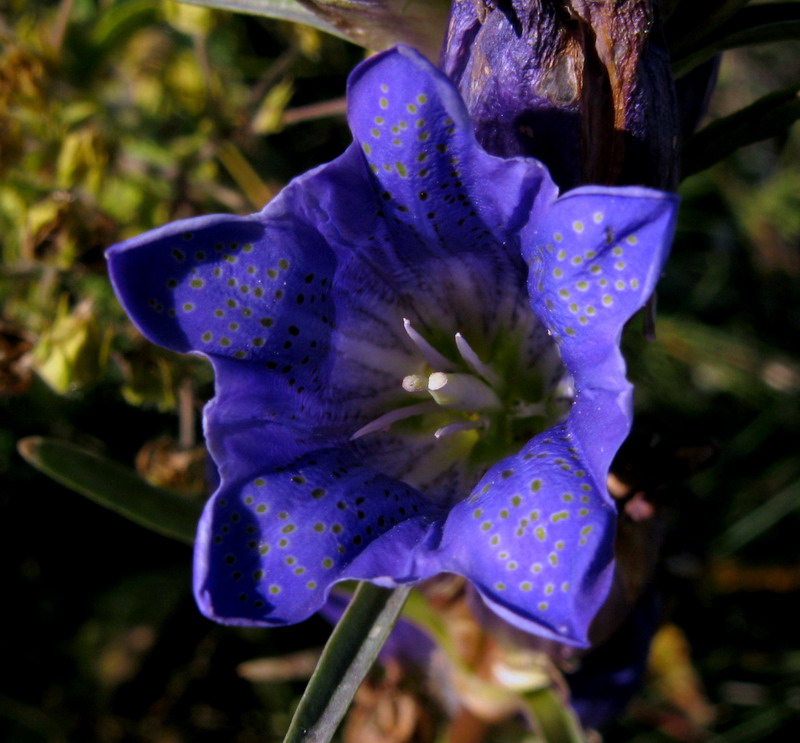 Изображение особи Gentiana decumbens.