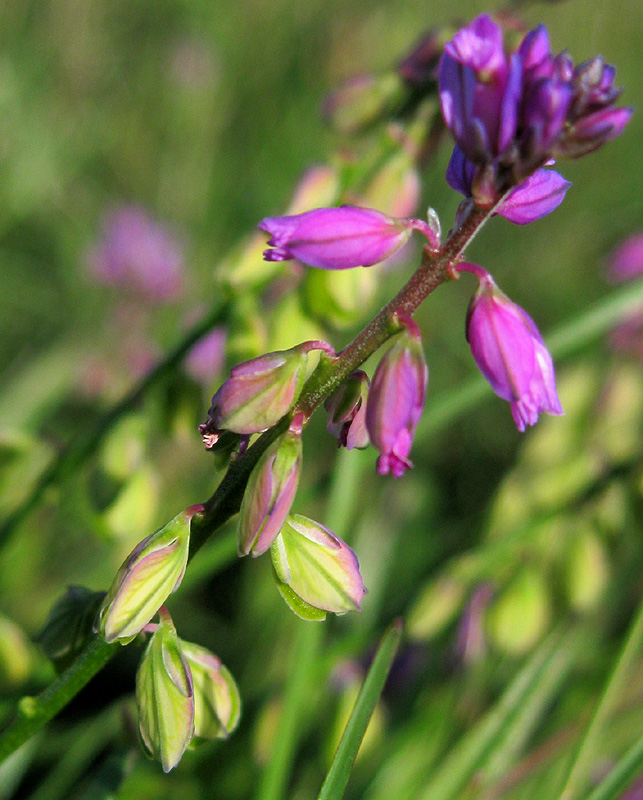 Image of Polygala comosa specimen.