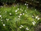 View full-size image Zephyranthes candida