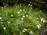 Zephyranthes candida