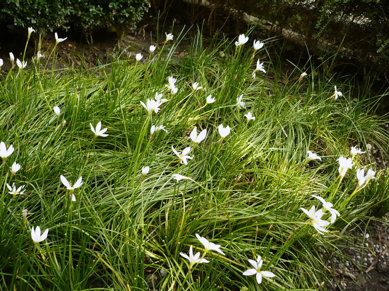 Изображение особи Zephyranthes candida.