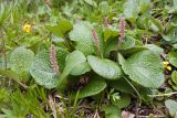 Salix reticulata