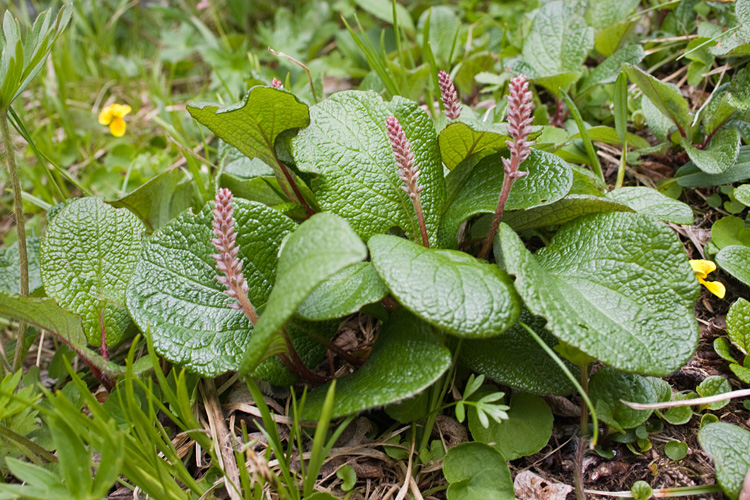 Image of Salix reticulata specimen.