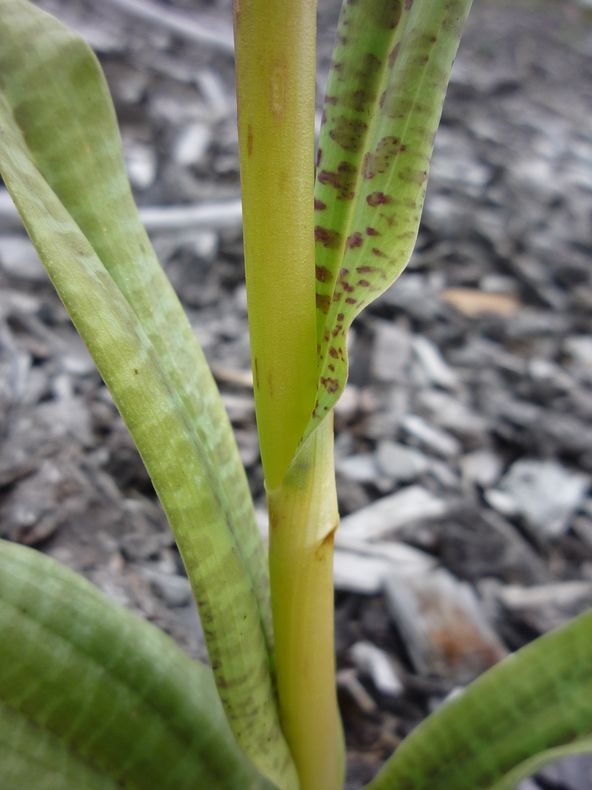 Image of Dactylorhiza maculata specimen.