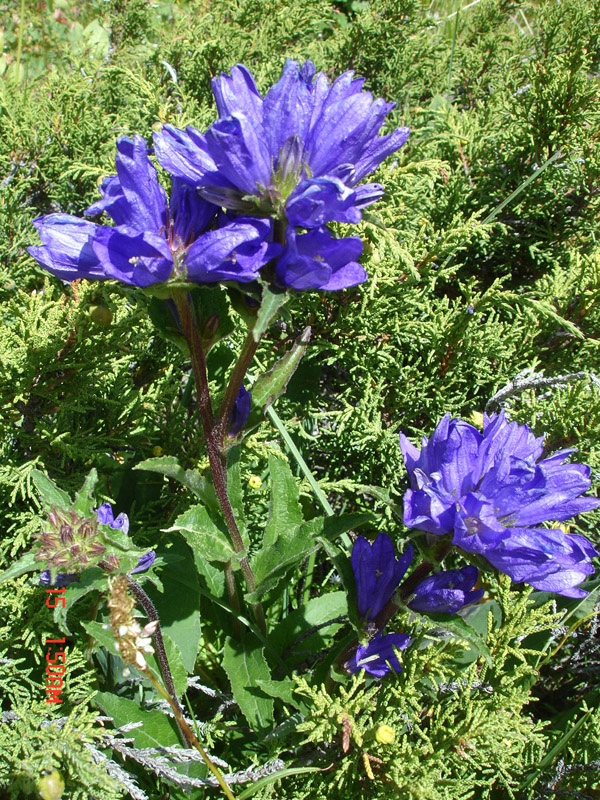 Изображение особи Campanula glomerata.