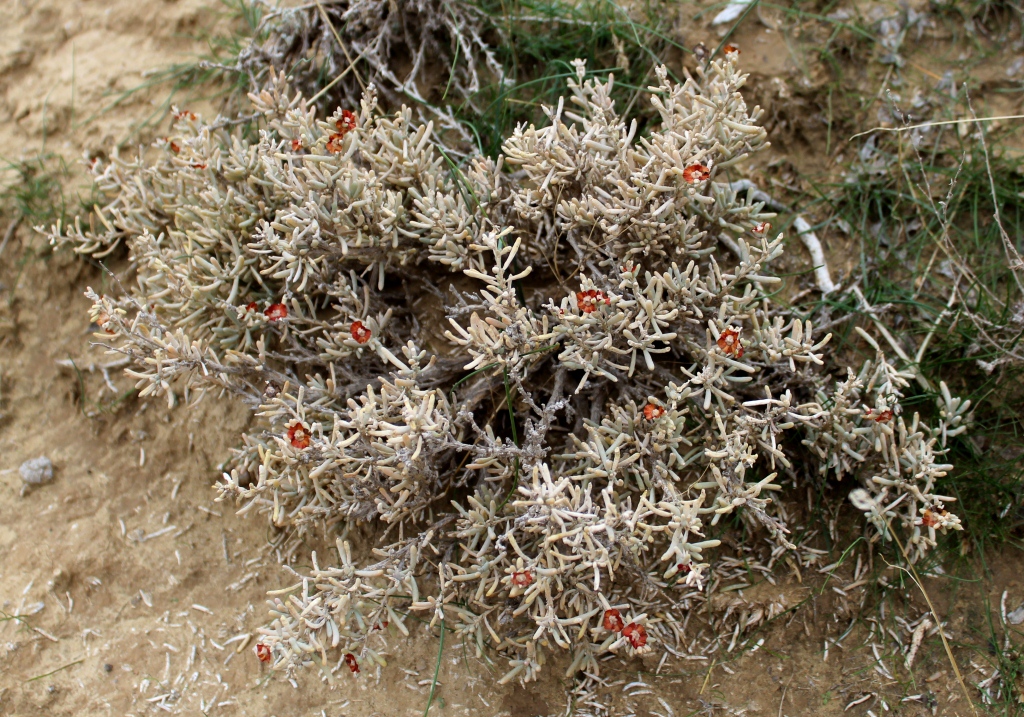 Изображение особи Salsola aucheri.