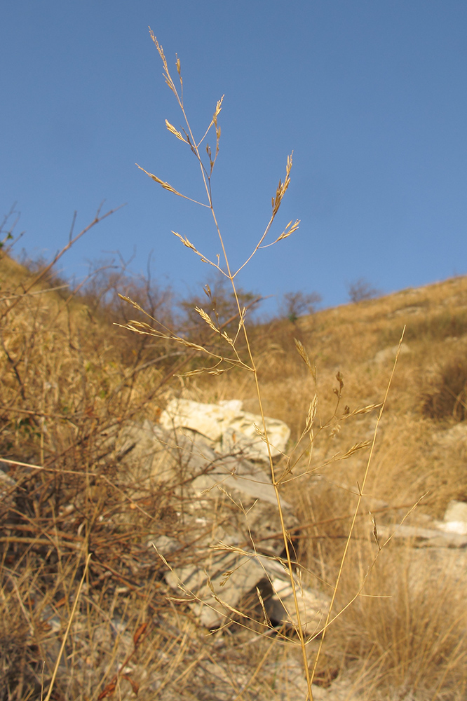 Изображение особи Agrostis gigantea.