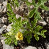 Citrullus lanatus. Цветок и листья. Черногория, шоссе между г. Петровац (Petrovac) и пос. Вирпазар (Virpazar) близ с. Бриеге (Brijege), пояс буковых лесов, скалистый склон близ замусоренного места. 14.10.2014.