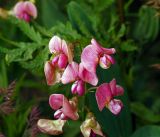 Lathyrus sylvestris. Соцветие. Московская обл., Раменский р-н, окр. ж.-д. платформы Хрипань, просека под ЛЭП. 16.07.2015.