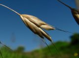 Bromus commutatus