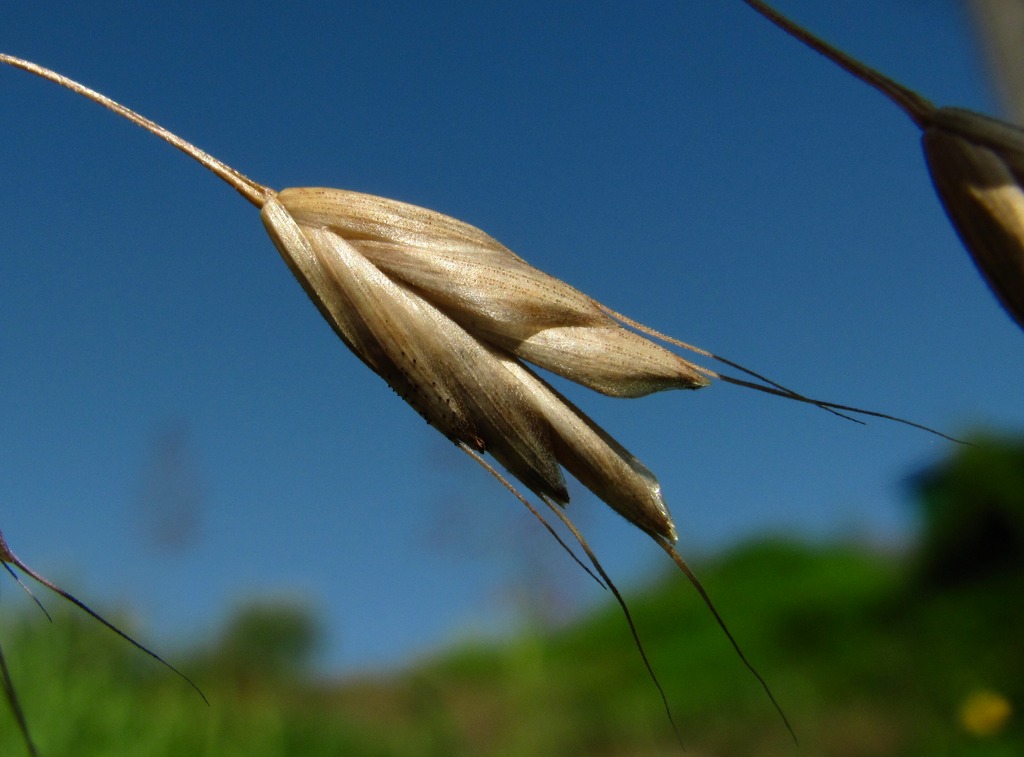 Изображение особи Bromus commutatus.