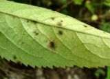 Sambucus ebulus