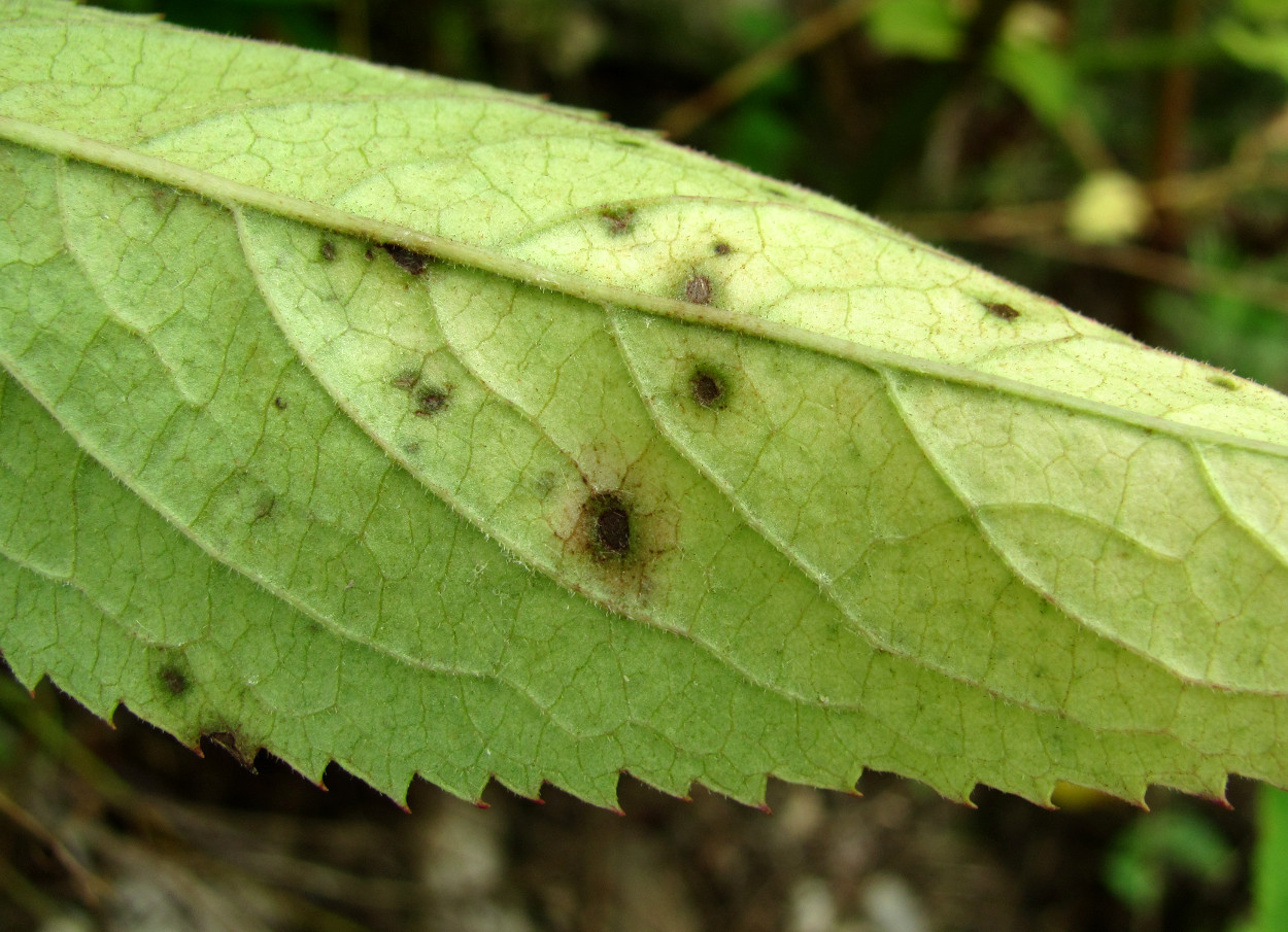 Изображение особи Sambucus ebulus.