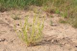 Atriplex littoralis