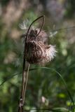 Cirsium heterophyllum. Верхушки засохших побегов с соплодиями. Ленинградская обл., Всеволожский р-н, окр. пос. Медовое, сырой мелколиственный лес. 24.08.2015.