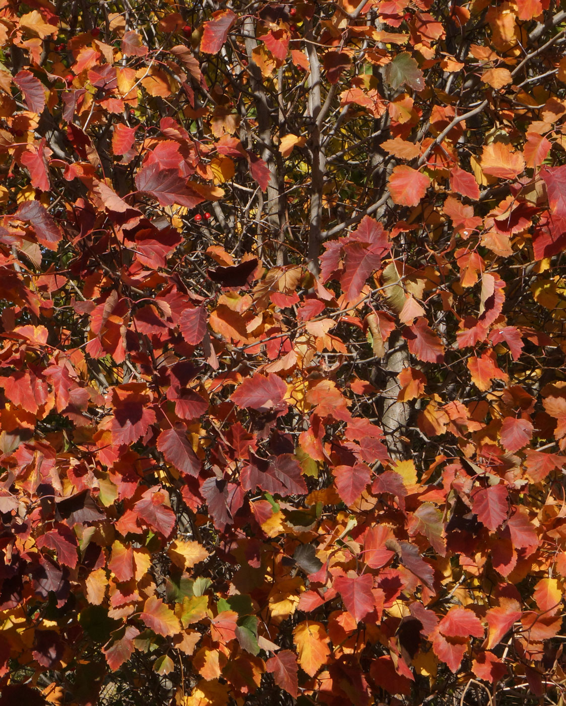 Изображение особи Crataegus mollis.