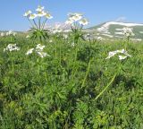 Anemonastrum fasciculatum. Верхушка цветущего растения. Адыгея, Кавказский биосферный заповедник, хр. Каменное Море, ≈ 2000 м н.у.м., субальпийский луг. 13.06.2015.