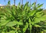 Cephalaria gigantea. Основание растения. Кавказский биосферный заповедник, северо-восточный склон горы Оштен, выс. ≈ 2100 м н.у.м., субальпийский высокотравный луг. 19.07.2015.