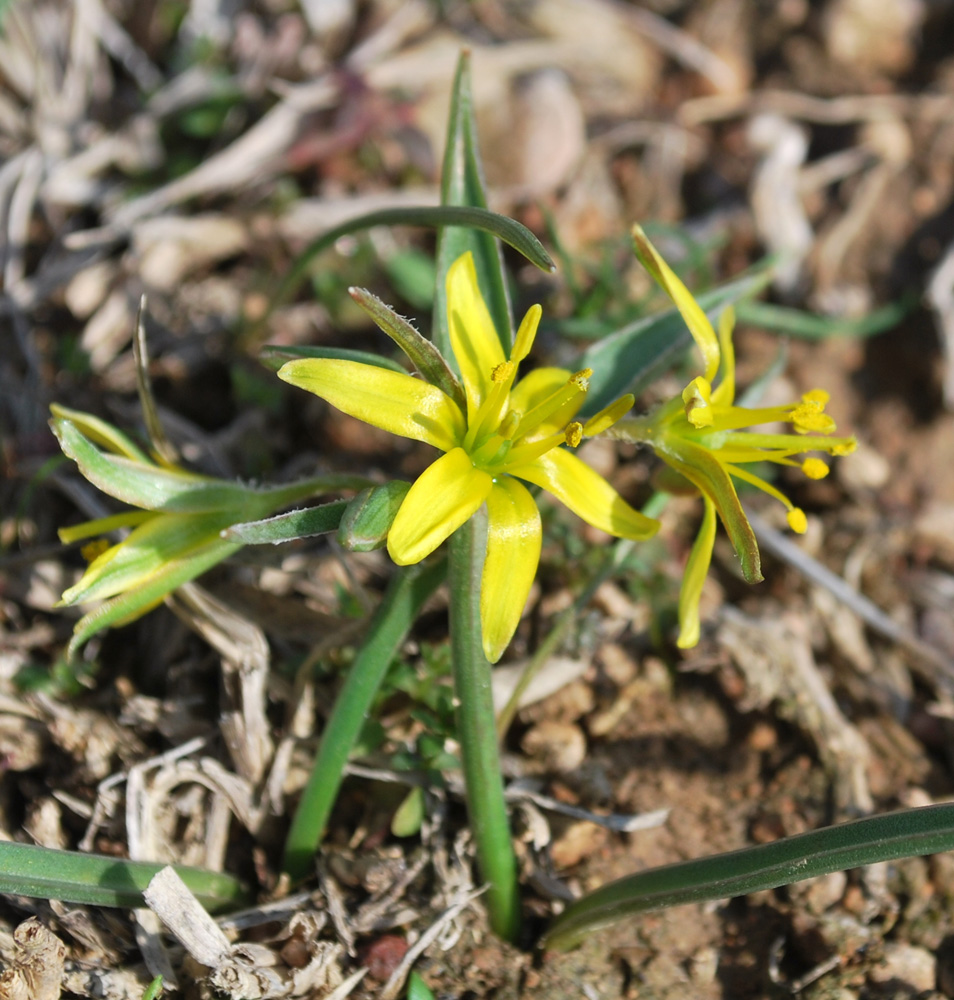 Изображение особи Gagea capusii.