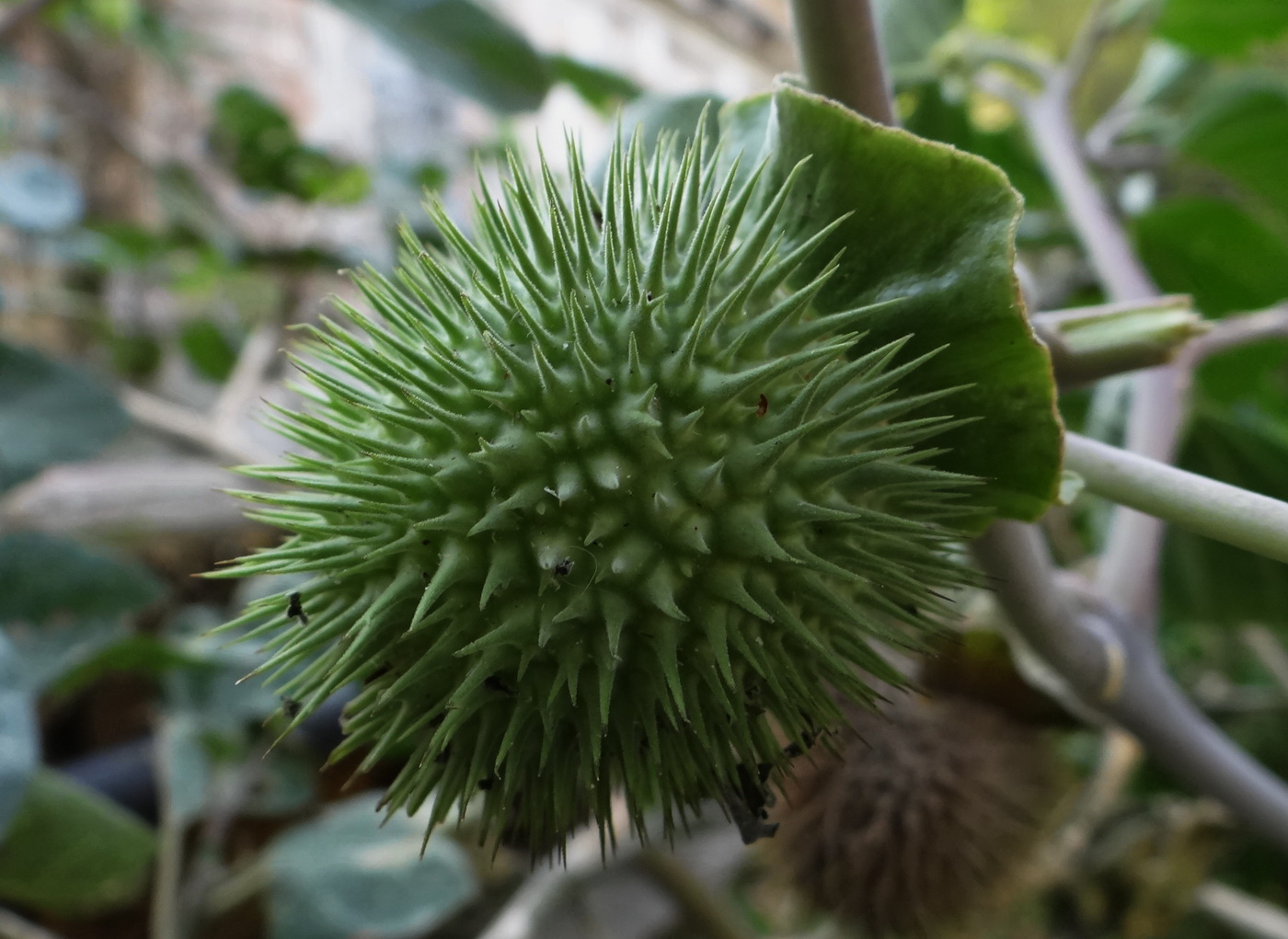 Image of Datura wrightii specimen.