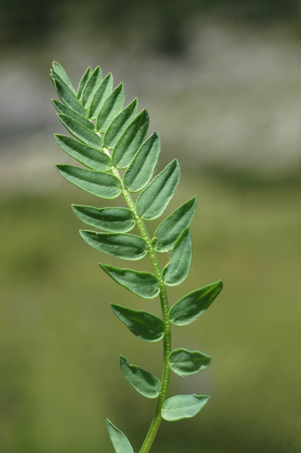Изображение особи Oxytropis alpina.