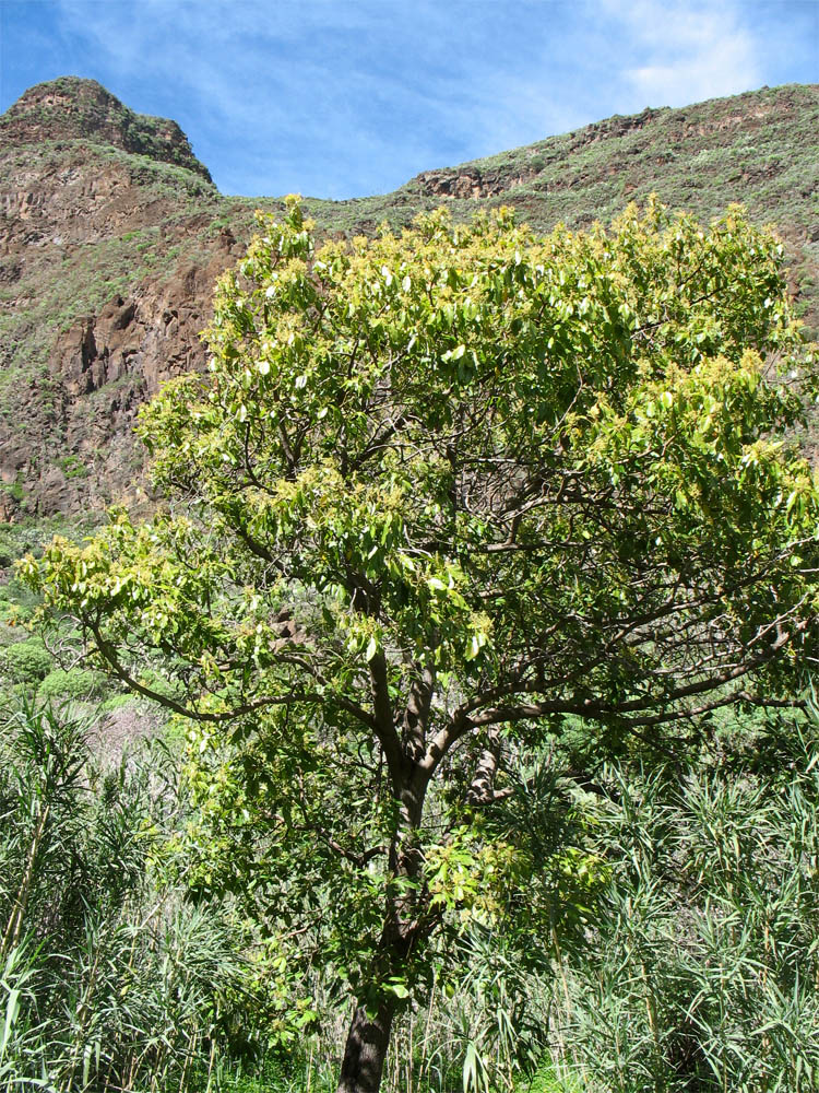 Image of Persea americana specimen.