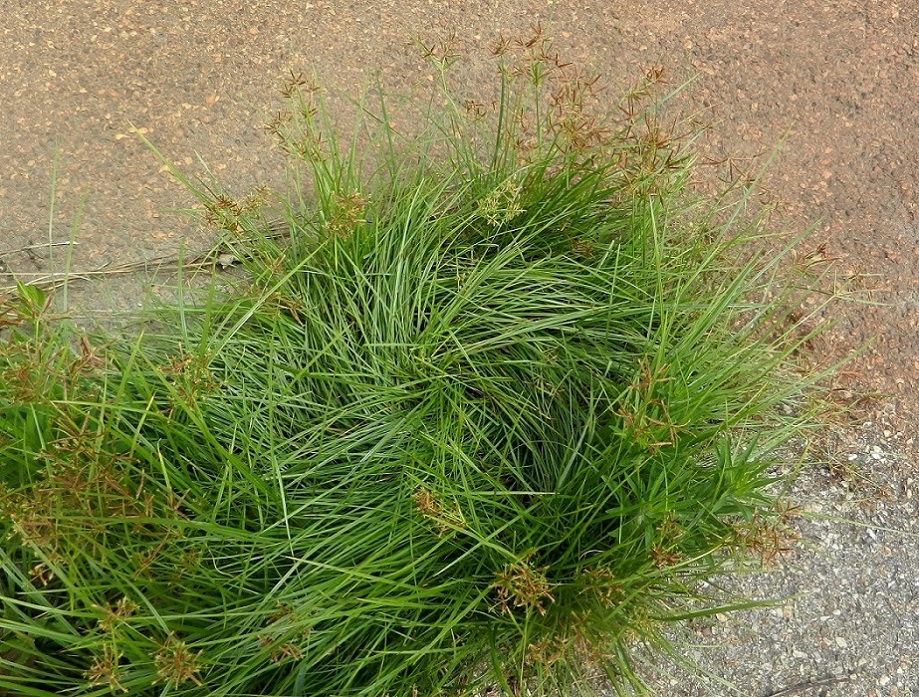 Image of Cyperus longus specimen.