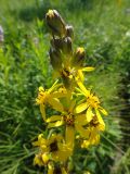 Ligularia sibirica