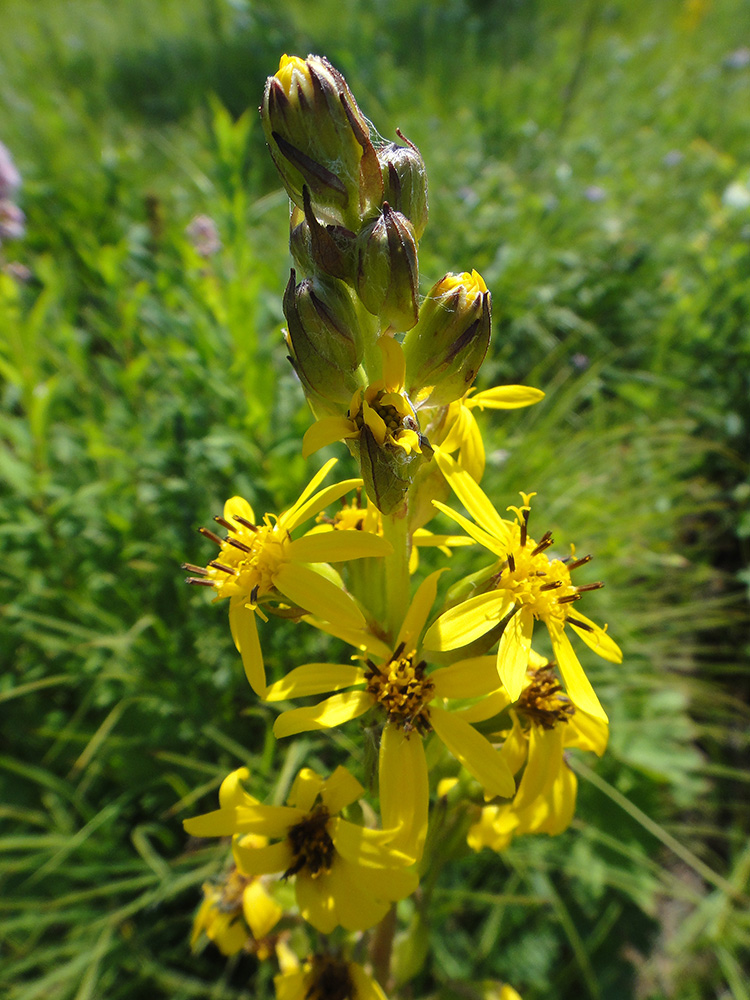 Image of Ligularia sibirica specimen.