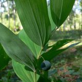 Polygonatum odoratum. Часть побега с плодом. Челябинская обл., окр. г. Челябинск, Золотая горка, берёзовый лес. 26.08.2014.