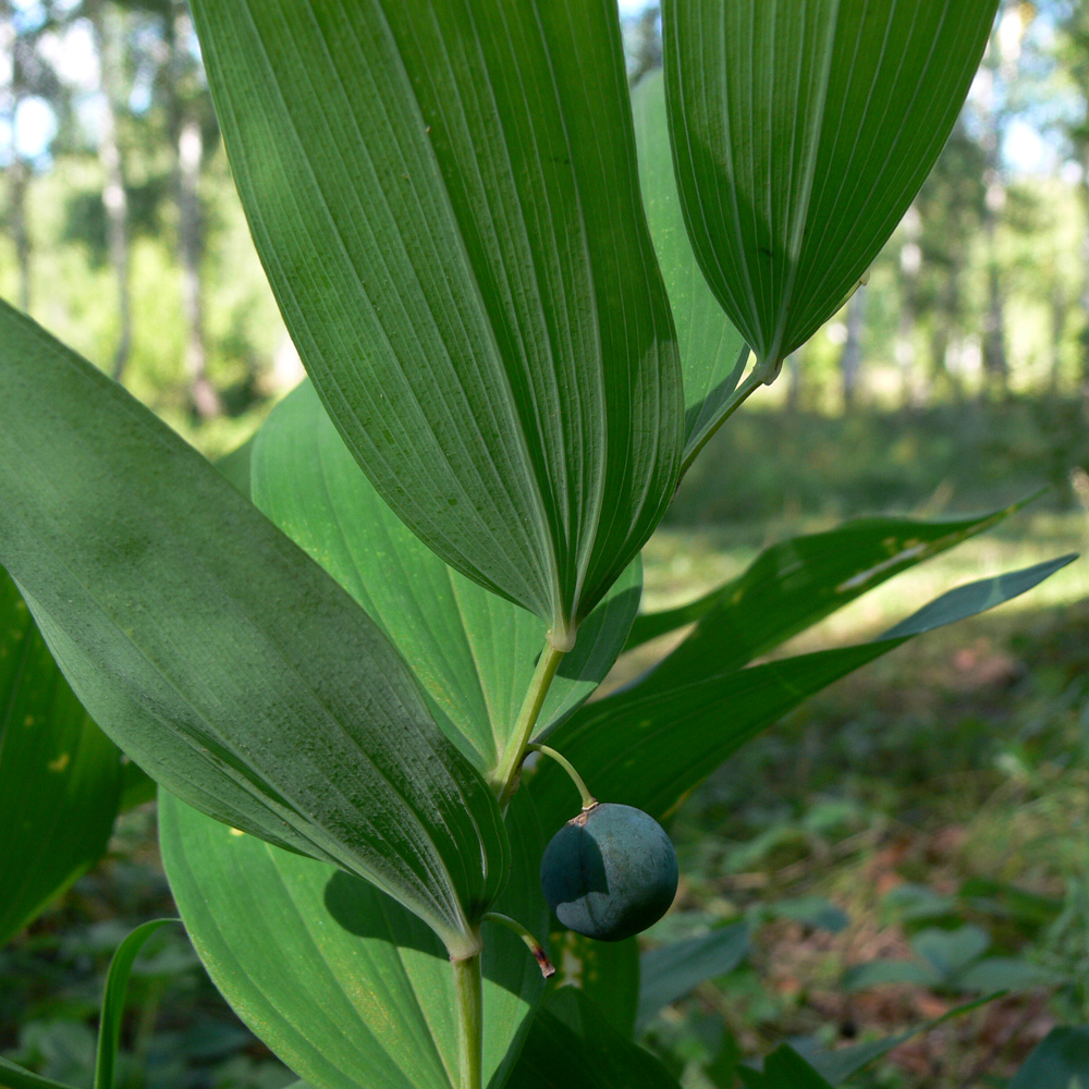 Image of Polygonatum odoratum specimen.