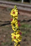 Verbascum nigrum
