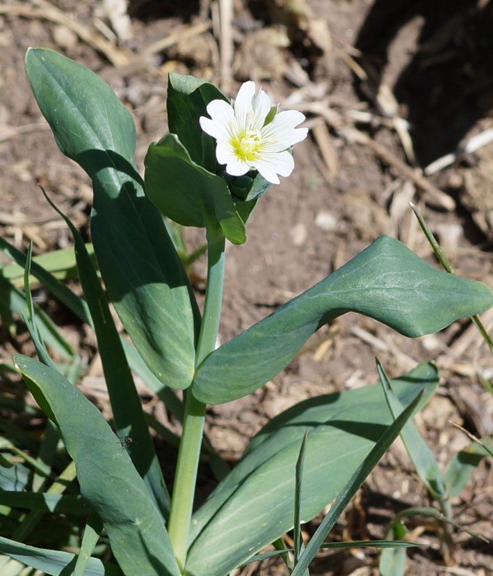 Image of Cerastium davuricum specimen.