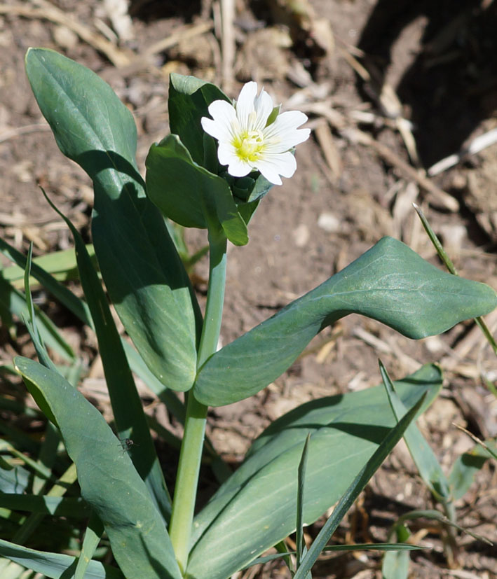 Изображение особи Cerastium davuricum.