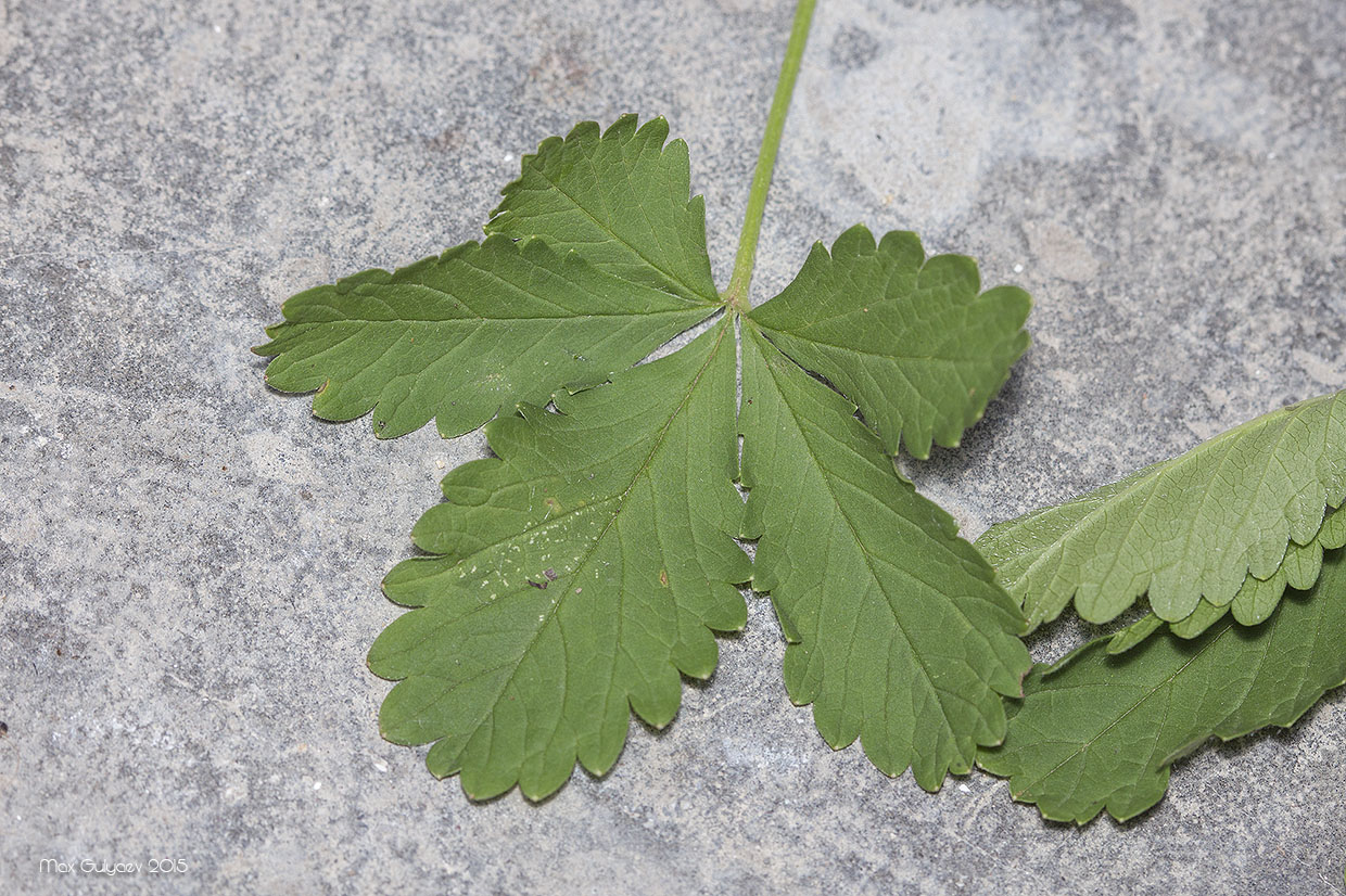 Image of Potentilla reptans specimen.