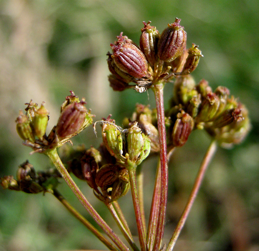 Изображение особи Xanthoselinum alsaticum.