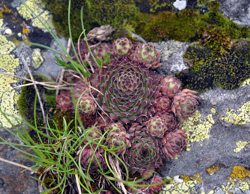 Изображение особи Sempervivum caucasicum.