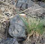 Image of taxon representative. Author is Тамара Риб