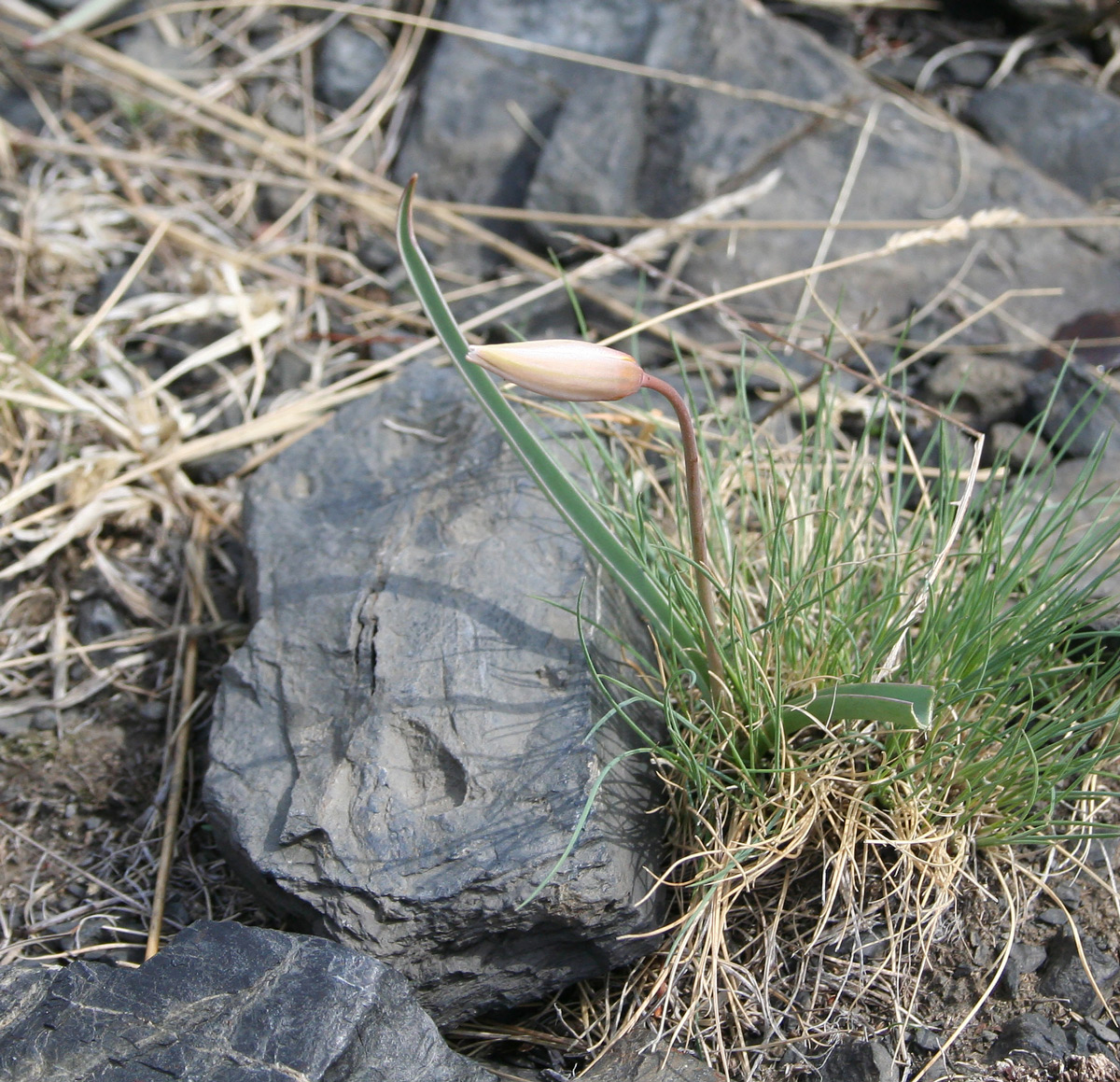 Image of Tulipa patens specimen.