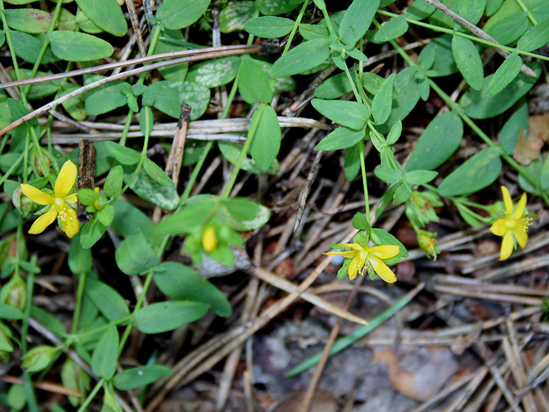 Image of Hypericum humifusum specimen.