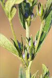 Lithospermum officinale. Средняя часть растения с плодами. Ленинградская обл., Ломоносовский р-н, долина р. Шингарка, разнотравный луг на известняке. 16.08.2015.