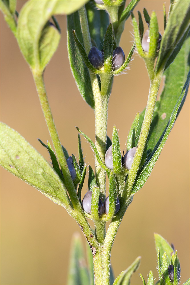 Image of Lithospermum officinale specimen.