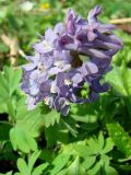 Corydalis solida