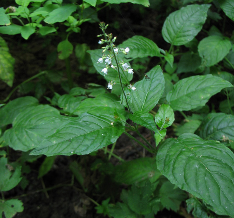 Image of Circaea lutetiana specimen.