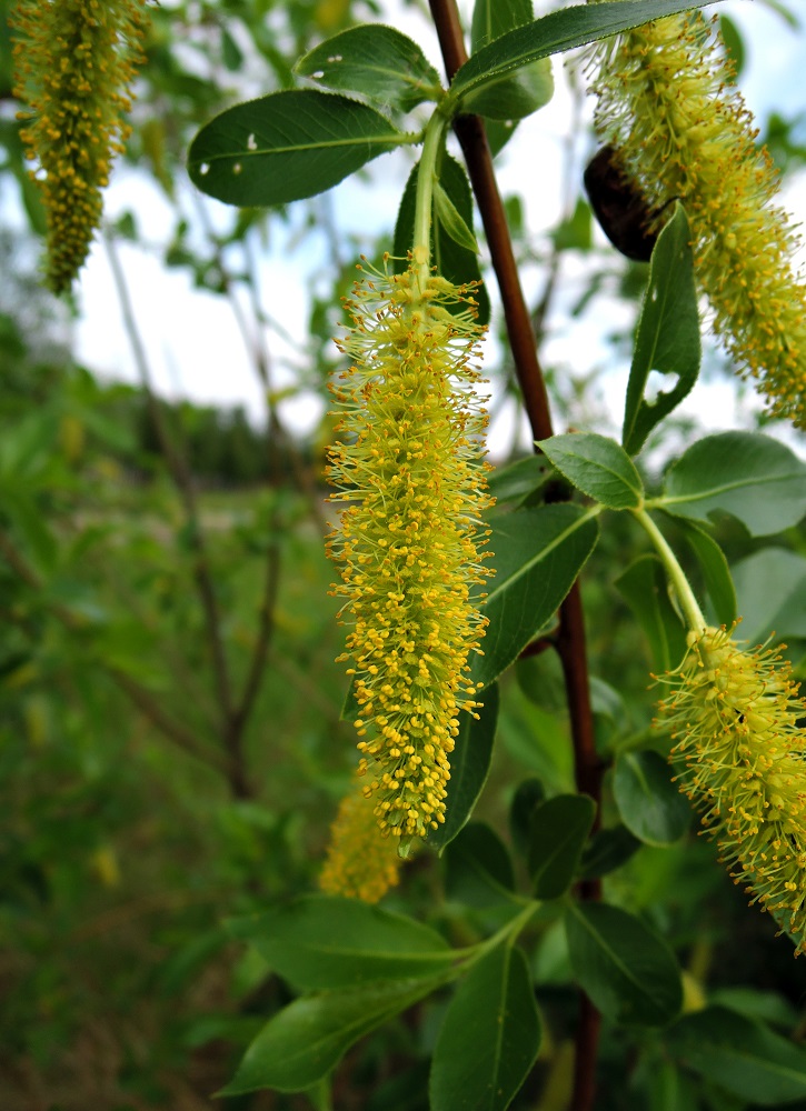 Изображение особи Salix pentandra.